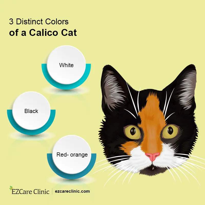 What Is A Calico Cat Esa Cat Ezcare Medical Clinic